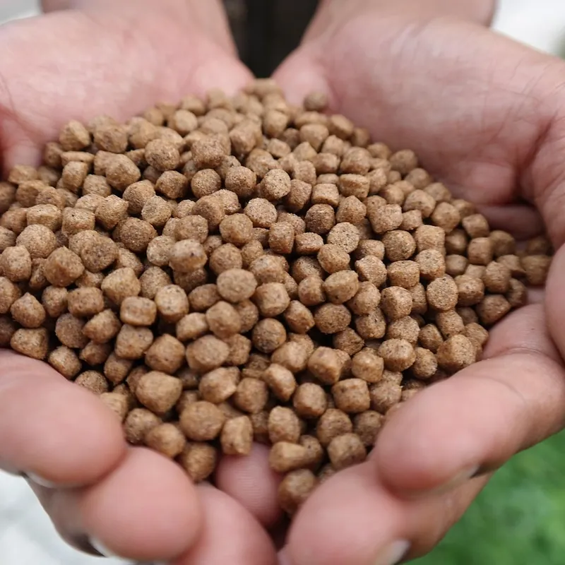 Manos sosteniendo un puñado de alimento balanceado en pellets