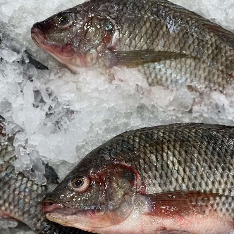 Dos tilapias frescas sobre hielo