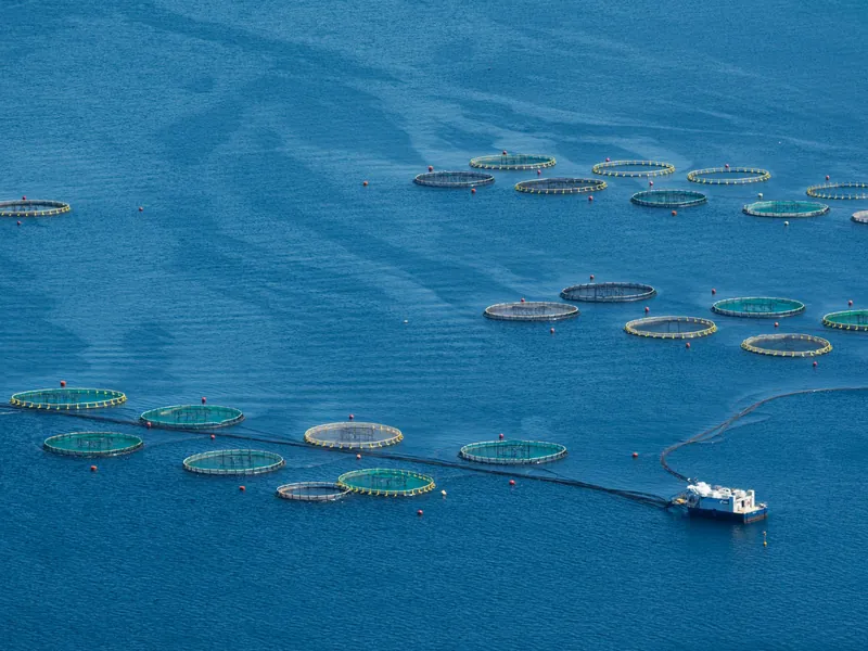Vista aérea de jaulas circulares flotantes de cultivo de peces en el mar