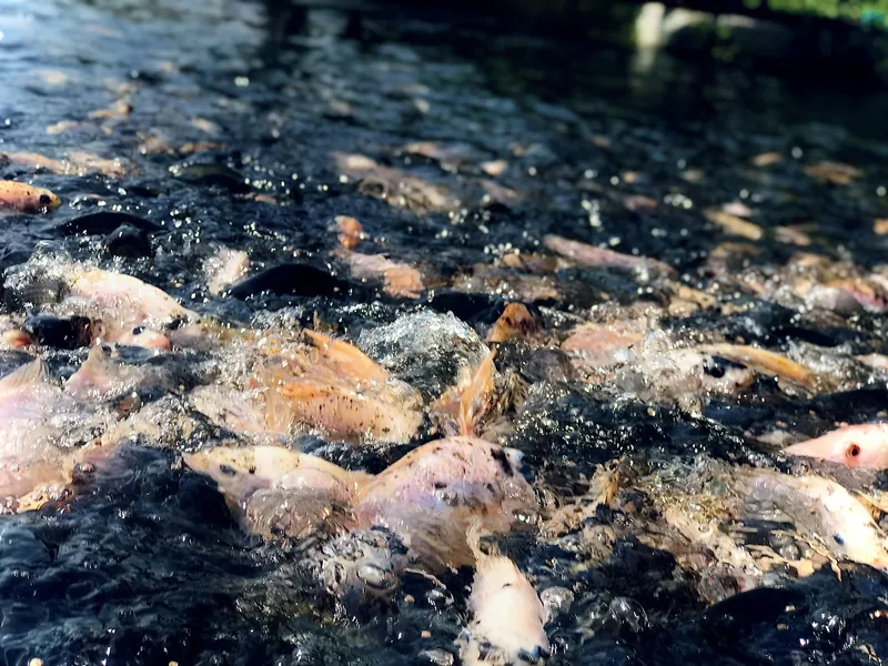 Tilapias agolpadas en la superficie del agua durante la alimentación