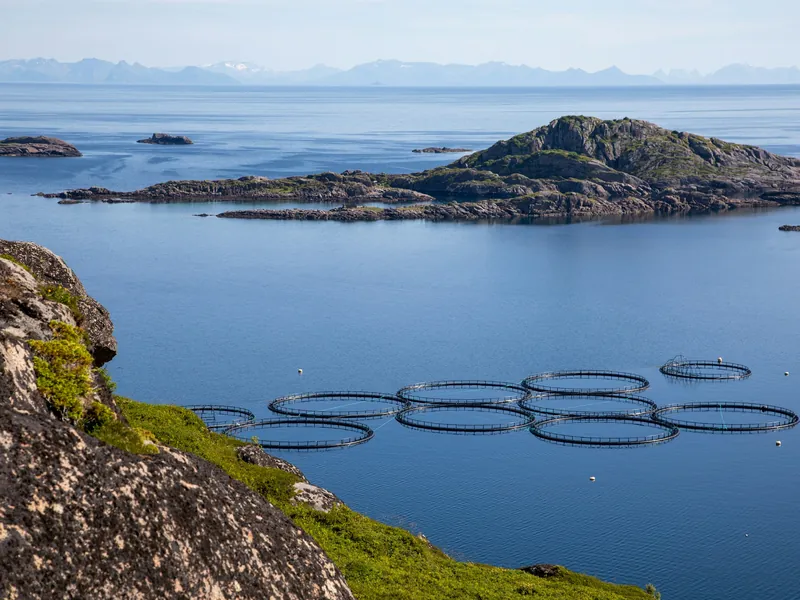 Jaulas circulares de un centro de cultivo de salmón junto a una costa rocosa, con islas al fondo